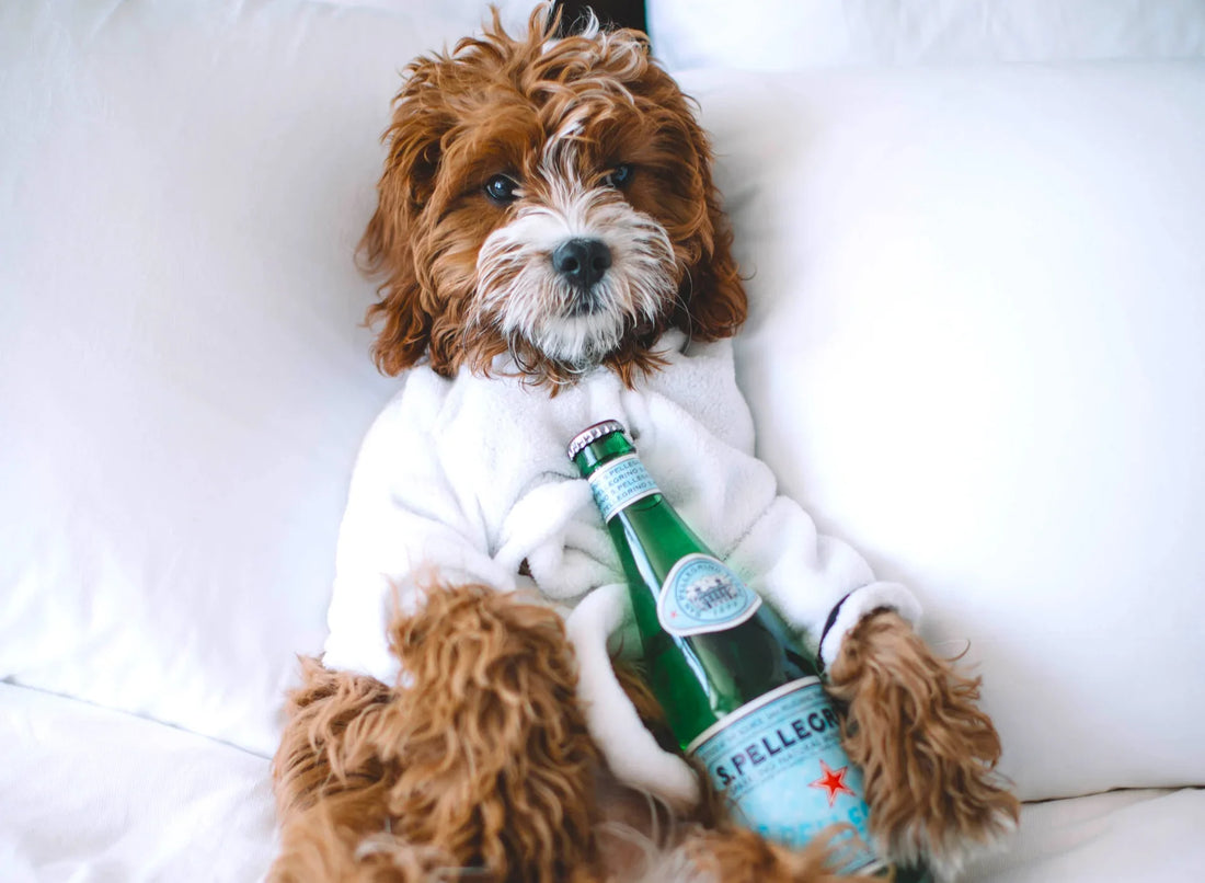 Australia's Top 5 Pet-Friendly Hotels for a Tail-Wagging Adventure!